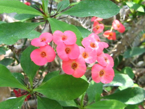 Euphorbia milii var. splendens