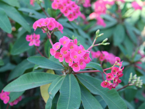 Euphorbia milii var. splendens