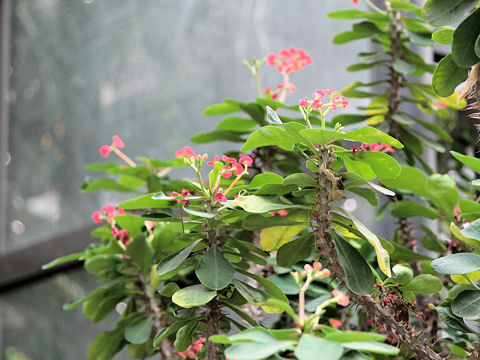 Euphorbia milii var. splendens