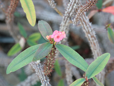 Euphorbia milii var. splendens