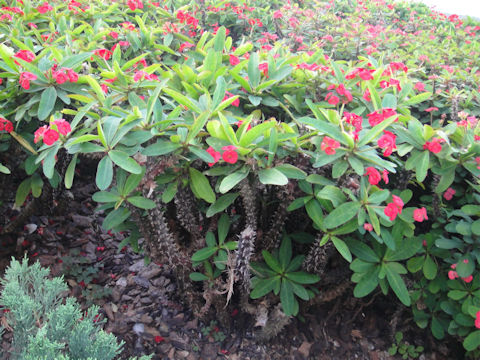 Euphorbia milii var. splendens