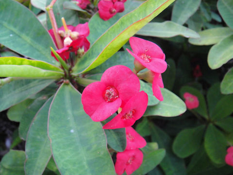 Euphorbia milii var. splendens