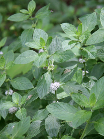 Mentha arvensis var. piperascens