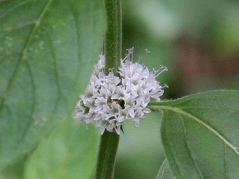 Mentha arvensis var. piperascens