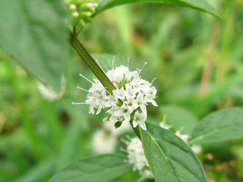 Mentha arvensis var. piperascens