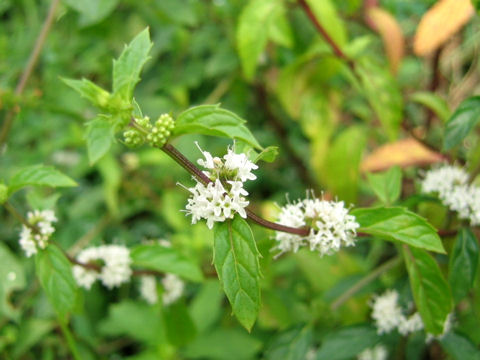 Mentha arvensis var. piperascens