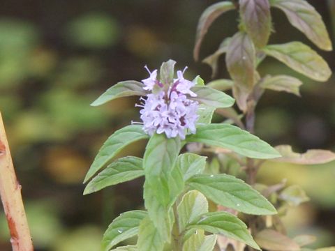 Mentha arvensis var. piperascens