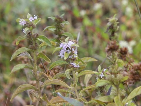 Mentha arvensis var. piperascens