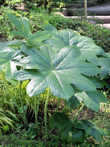 Podophyllum pleianthum