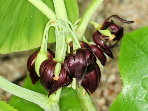 Podophyllum pleianthum