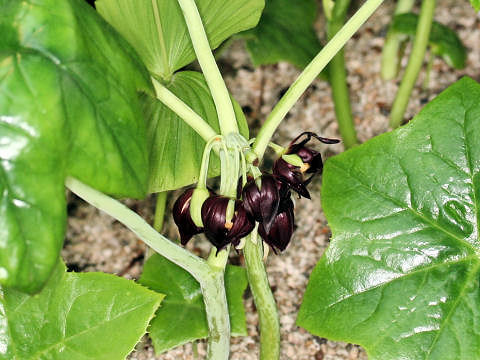 Podophyllum pleianthum