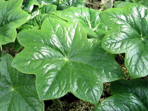 Podophyllum pleianthum