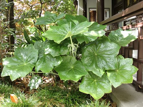 Podophyllum pleianthum