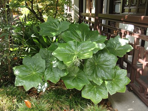 Podophyllum pleianthum