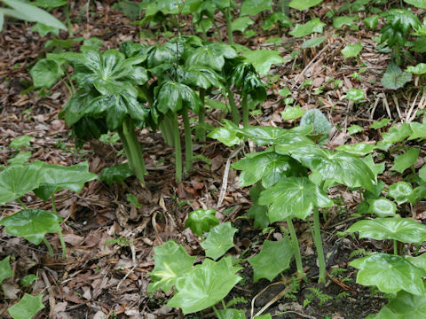 Podophyllum pleianthum