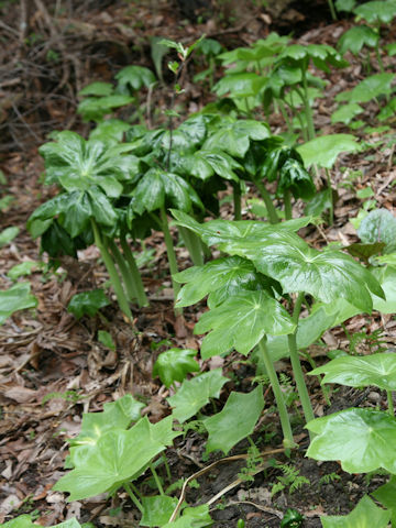 Podophyllum pleianthum