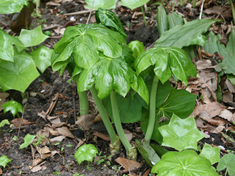 Podophyllum pleianthum