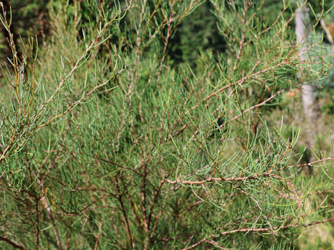 Hakea microcarpa