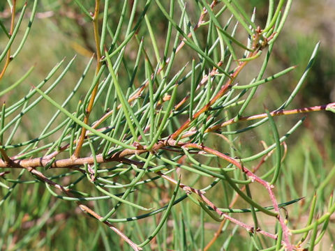 Hakea microcarpa
