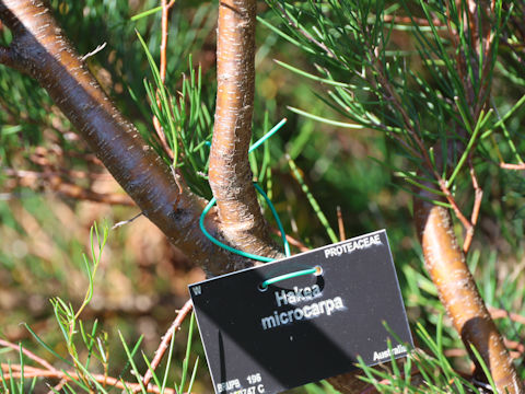 Hakea microcarpa