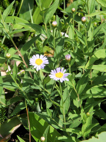 Aster viscidulus