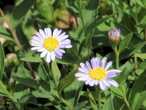 Aster viscidulus