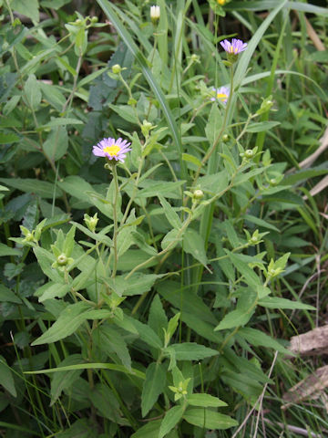 Aster viscidulus