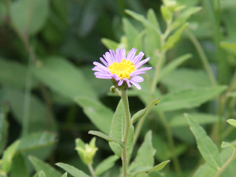 Aster viscidulus