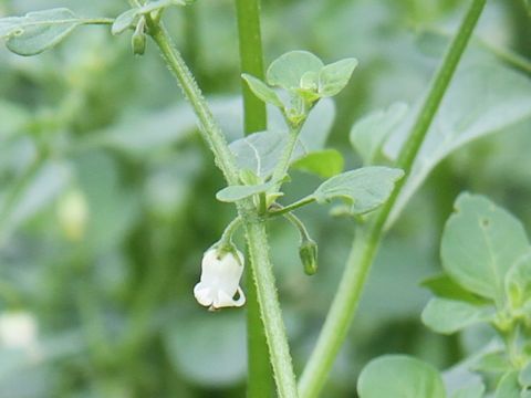 Salpichroa origanifolia