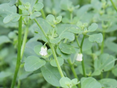 Salpichroa origanifolia