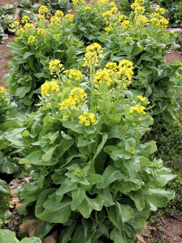 Brassica campestris var. amplexicaulis