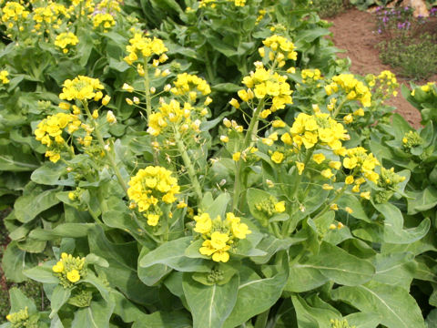 Brassica campestris var. amplexicaulis