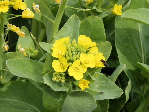 Brassica campestris var. amplexicaulis