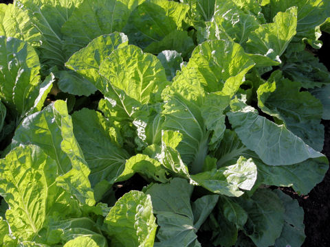 Brassica campestris var. amplexicaulis