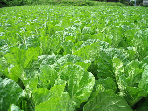 Brassica campestris var. amplexicaulis