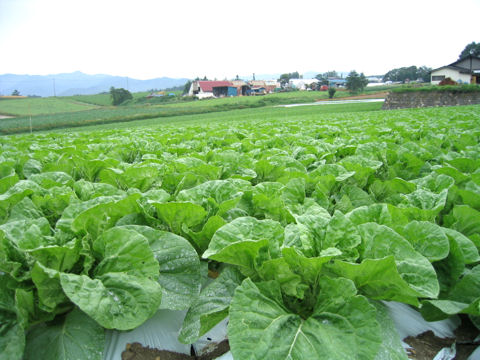 Brassica campestris var. amplexicaulis