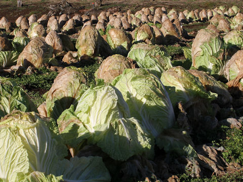 Brassica campestris var. amplexicaulis