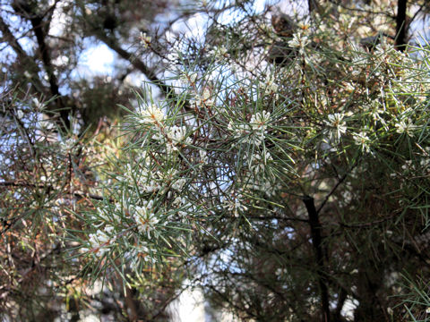 Hakea sericea