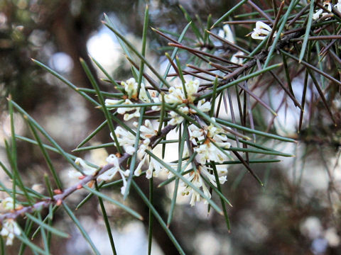 Hakea sericea