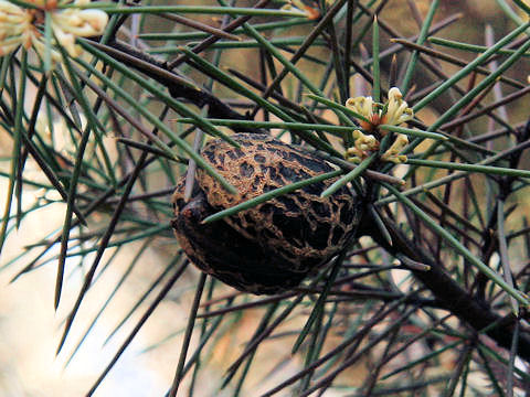 Hakea sericea