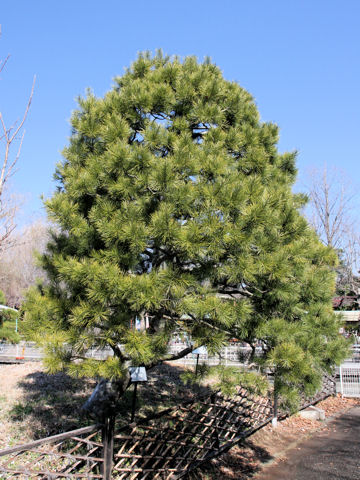 Pinus bungeana