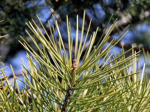 Pinus bungeana