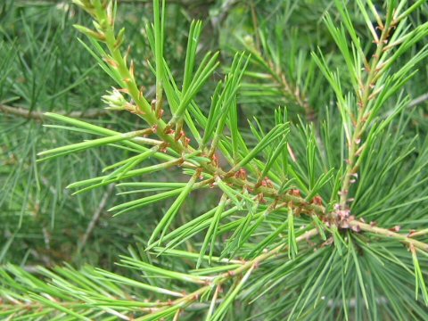 Pinus bungeana