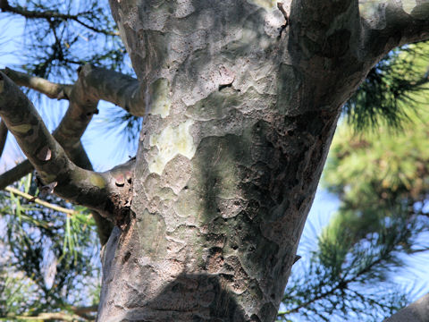 Pinus bungeana