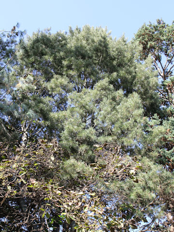 Pinus bungeana