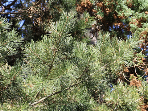 Pinus bungeana