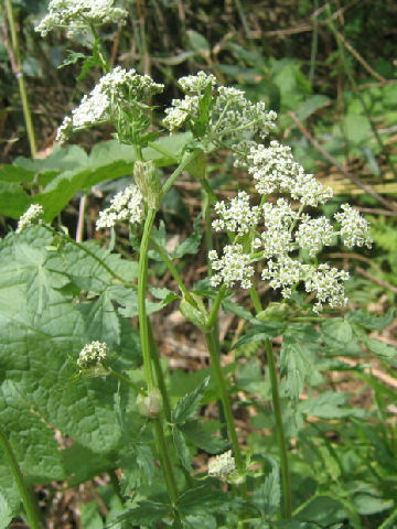 Peucedanum multivittatum