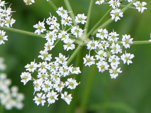 Peucedanum multivittatum