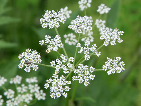 Peucedanum multivittatum