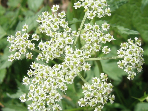 Peucedanum multivittatum